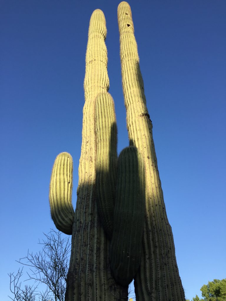 Towering saguaros against a clear blue winter sky!